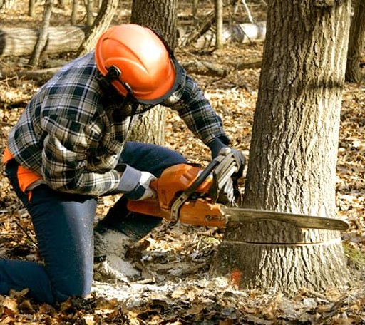 Tree Removal in Chappell, KY